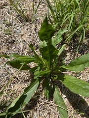 Puccinia andropogonis