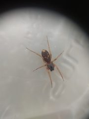 Corinnoidea
