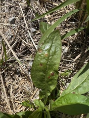Puccinia andropogonis