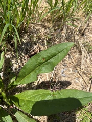 Puccinia andropogonis