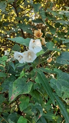Dombeya tiliacea