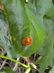 Henosepilachna argus