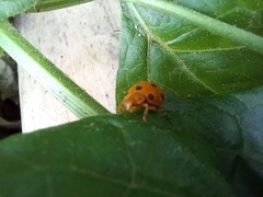 Henosepilachna argus