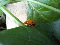 Henosepilachna argus