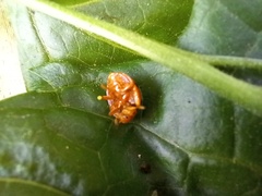 Henosepilachna argus