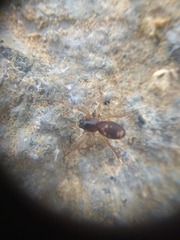 Corinnoidea