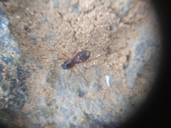Corinnoidea