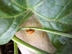 Henosepilachna argus