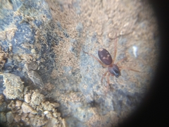 Corinnoidea