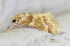 Pseudoschinia elautalis