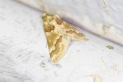 Pseudoschinia elautalis