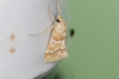 Pseudoschinia elautalis