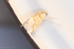Pseudoschinia elautalis