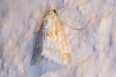 Pseudoschinia elautalis