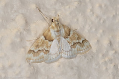 Pseudoschinia elautalis