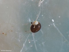 Tricolia pullus