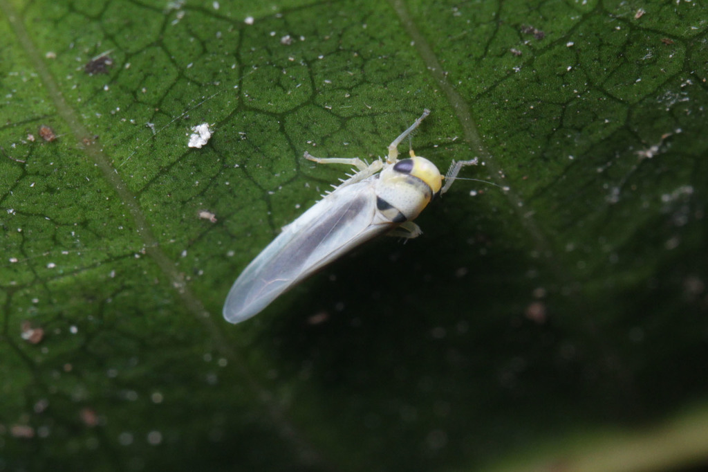 Musbrnoia fumistriga (Musbrnoia fumistriga)