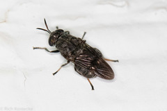 Dicyphoma schaefferi