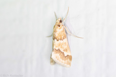 Pseudoschinia elautalis