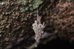 Psychidae