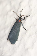 Lycomorpha splendens