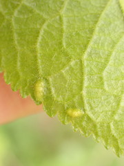 Eriophyes prunispinosae