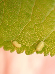 Eriophyes prunispinosae
