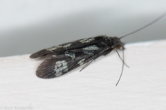 Chimarra texana