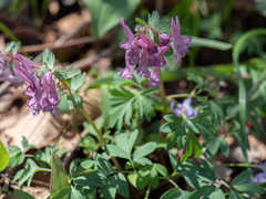 Corydalis solida