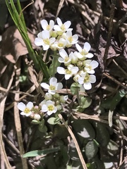 Tomostima cuneifolia