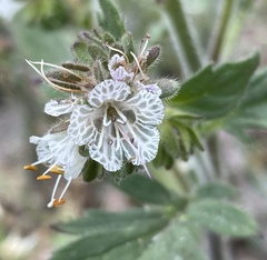 Phacelia grisea