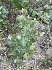 Phacelia grisea