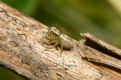 Oxyopes lineatus