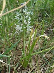 Ornithogalum boucheanum