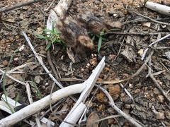 Caprimulgus rufigena