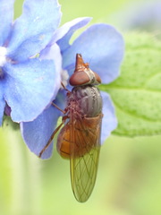Rhingia rostrata