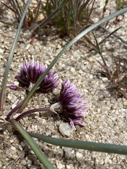 Allium aaseae