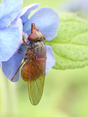Rhingia rostrata