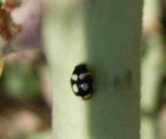Hyperaspis festiva