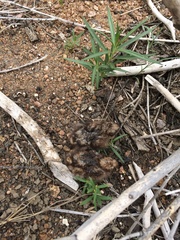 Caprimulgus rufigena