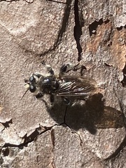 Laphria cinerea