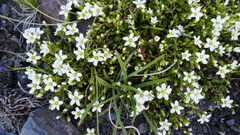 Arenaria ciliata multicaulis