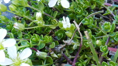 Arenaria ciliata multicaulis