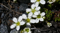Arenaria ciliata multicaulis