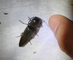 Orthostethus infuscatus