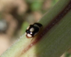 Hyperaspis festiva