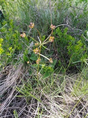 Euphorbia microcarpa