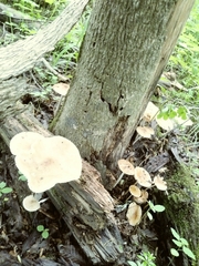 Oudemansiella limonispora