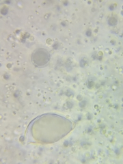 Oudemansiella limonispora