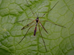 Ptychoptera contaminata